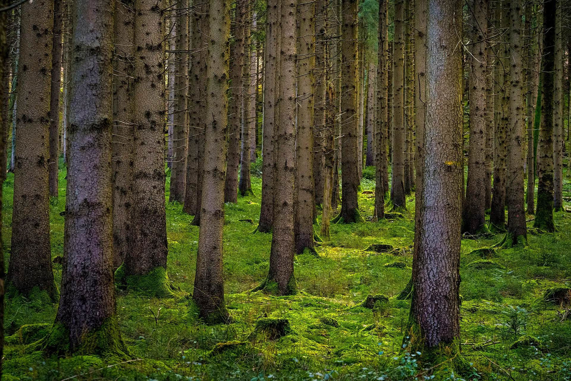 lush forest